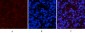 p53 (phospho Ser15) Polyclonal Antibody